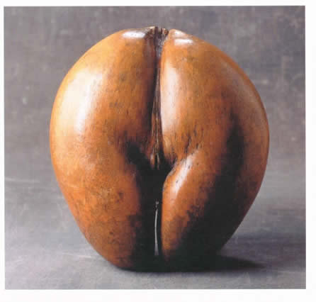 A beautiful example of a 'Coco De Mer' or double coconut